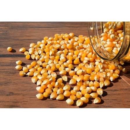 Maíz pop corn